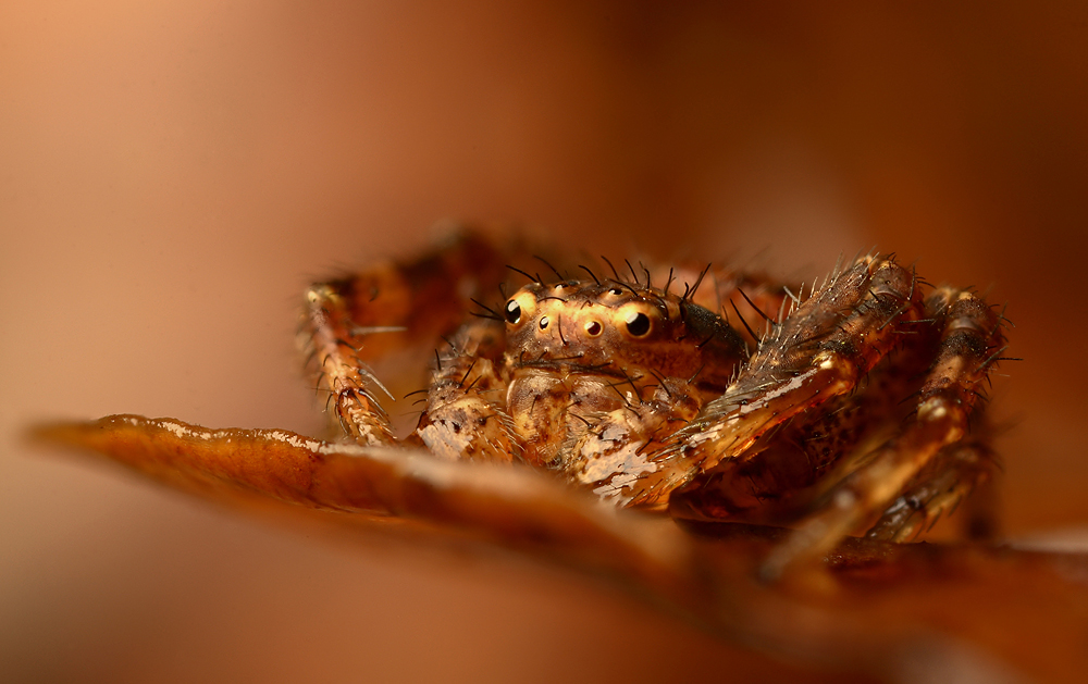 Winter Crab Spider