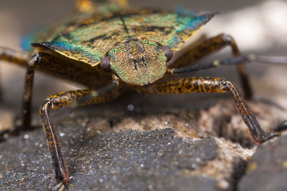 Shield Bug