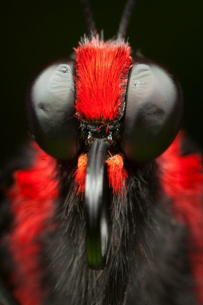 Butterfly Head Shot