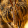 Owl Butterfly feeding 3