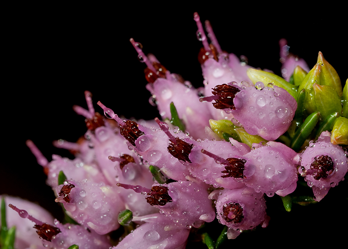 Small Flowers