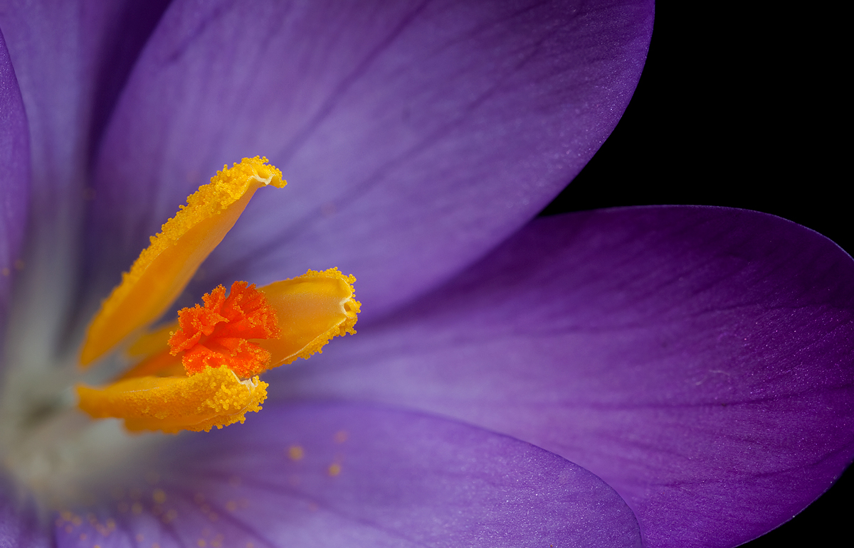 Crocus Stamen 3