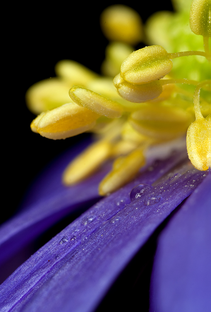 Pretty Stamen