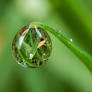 Dew Drop Natural