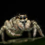 Cute Jumping Spider 2