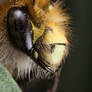 Bee 11