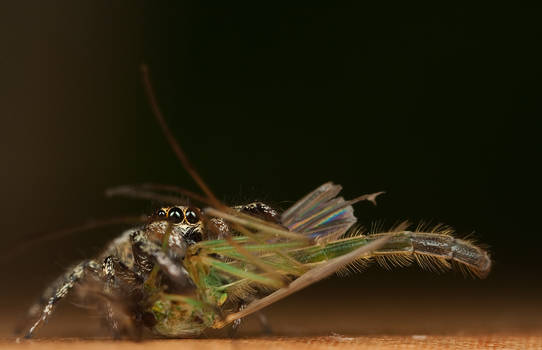 Jumping spider with a midge 2