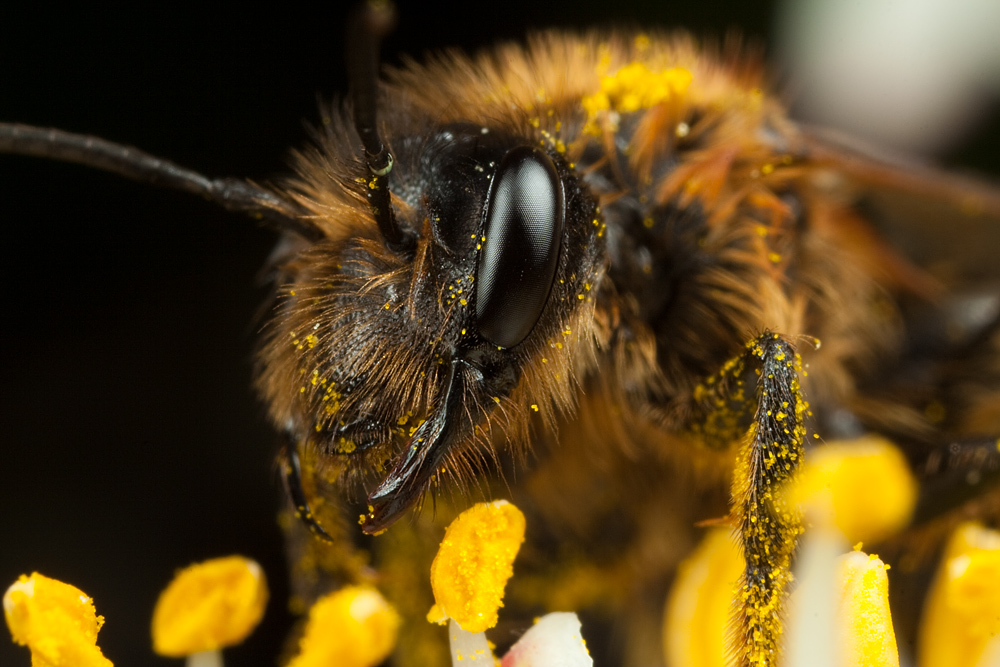 Miner Bee 8 by Alliec