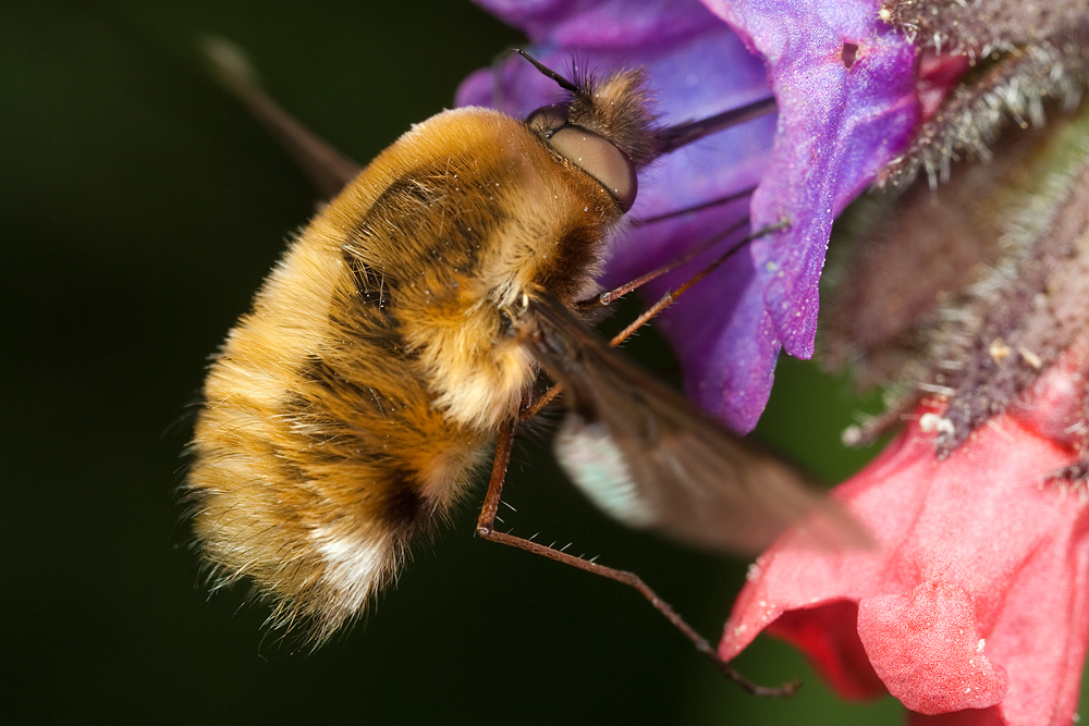 Bee Fly Feeding 2