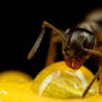 Ant on a Tulip