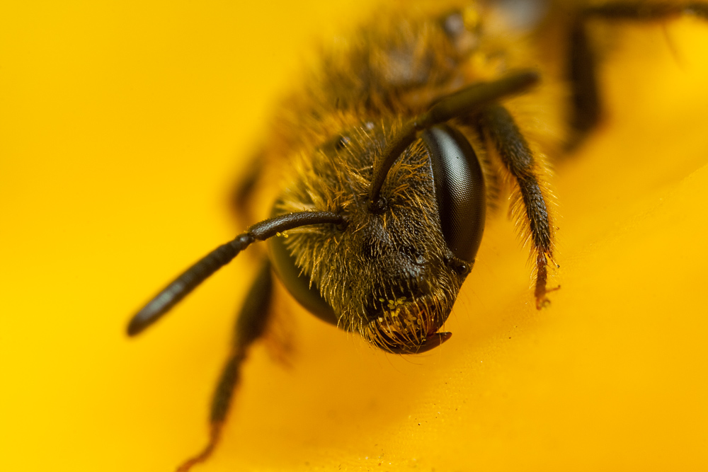 Small Bee on Daffodil 2