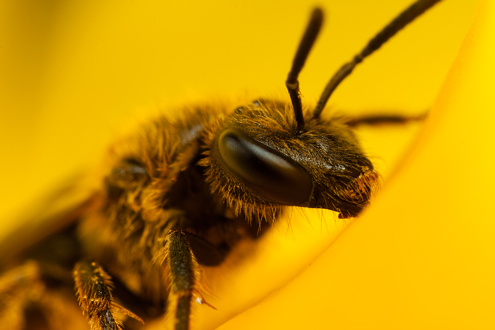 Small Bee on Daffodil 3