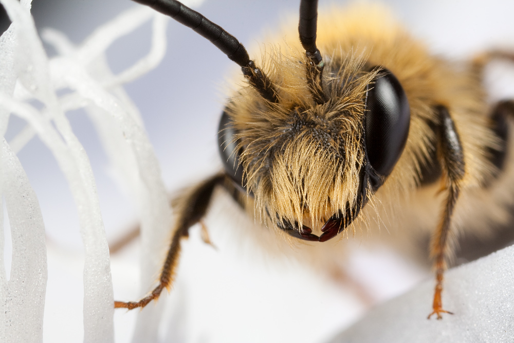 Miner Bee on White 2