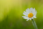 Just a Daisy by Alliec