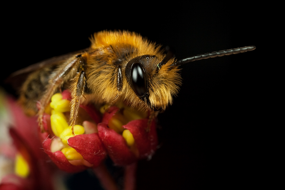 Resting Miner Bee