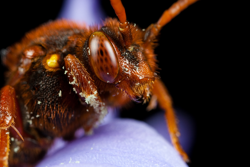 Red Eyed Nomada Bee 7