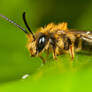 Miner Bee on Ivy