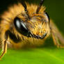 Miner Bee on Ivy 2
