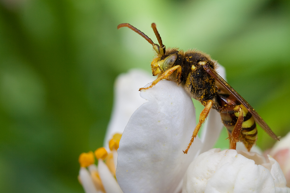 Natural Light Nomada