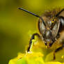 Honey Bee Portrait