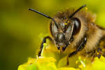 Honey Bee Portrait by Alliec