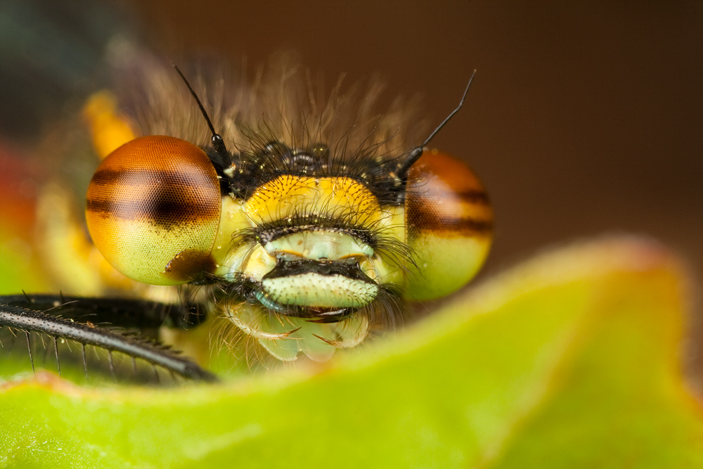 Damsel Portrait at x3