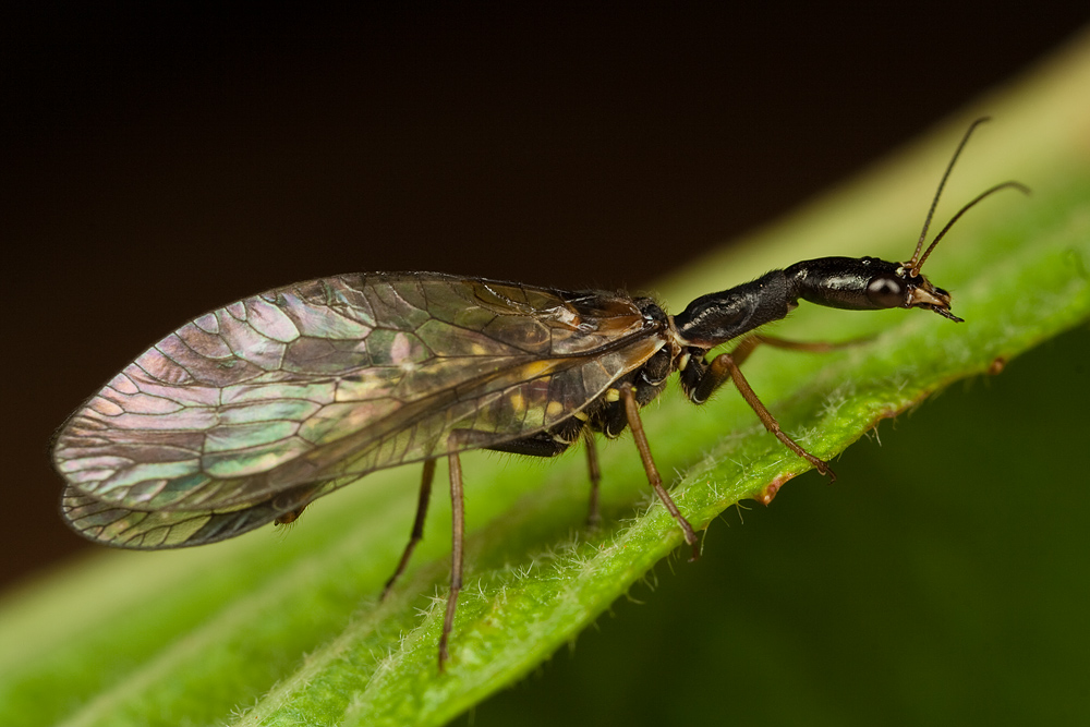 snake fly subilla confinis