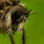 Robber Fly