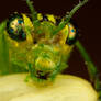 Sawfly 2