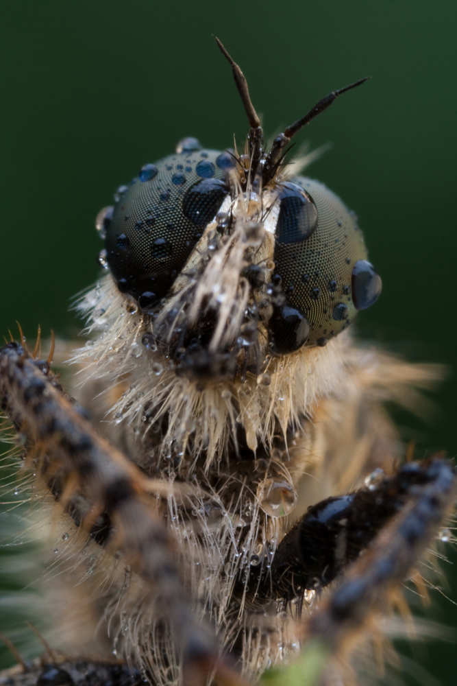 Robber Fly 8