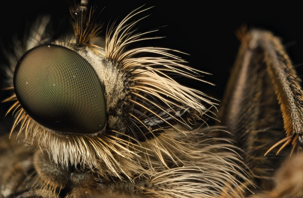 Robber Fly 9