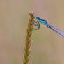 NL Damselfly 4