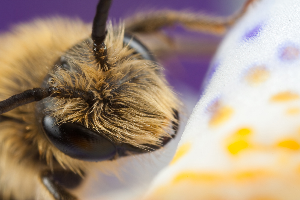 Miner Bee on White 4