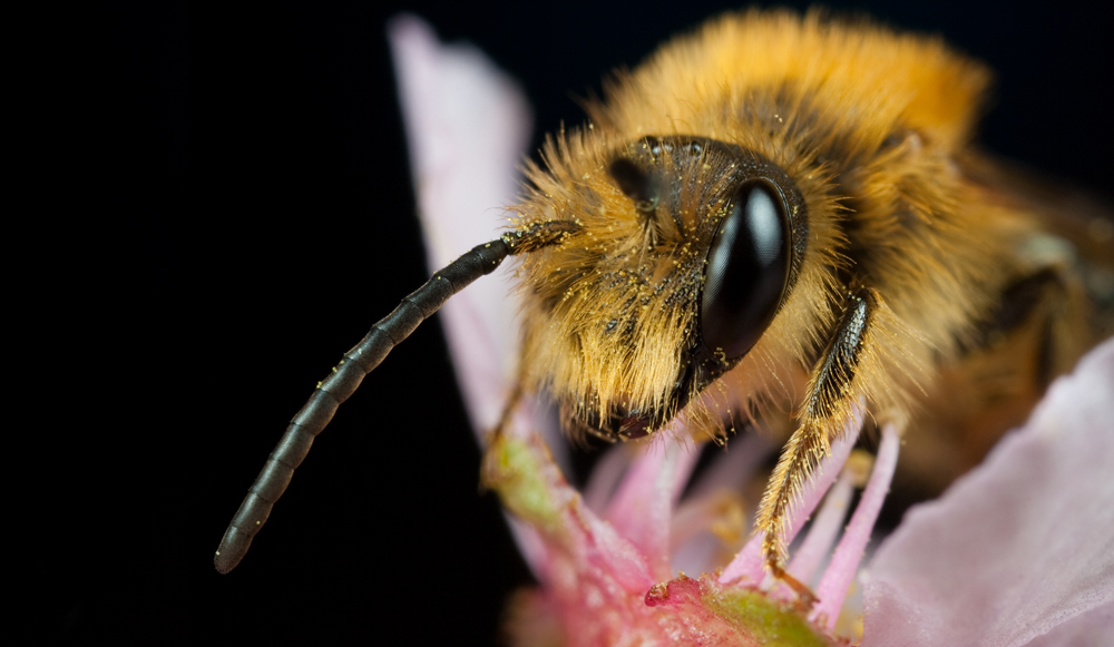 Miner Bee on Pink