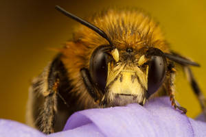Miner Bee on Purple