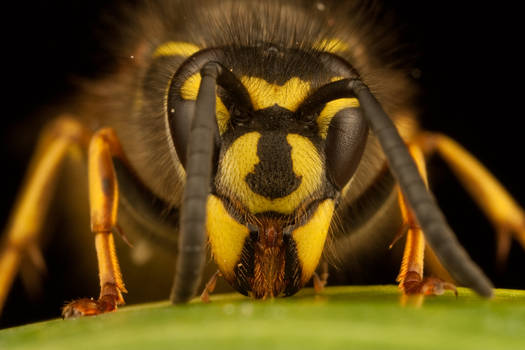 Queen Wasp 2010 - 2