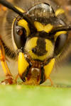 Queen Wasp 2010 - 4
