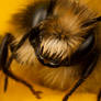 Cute Miner Bee