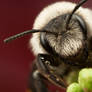 Solitary Bee 5