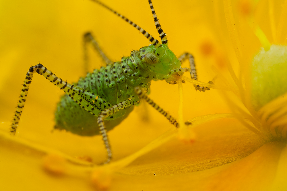 Speckled Bush Cricket Baby