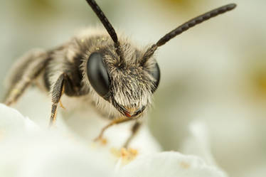 Small Solitary Bee