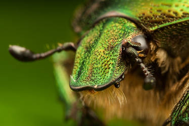 Chaffer Beetle