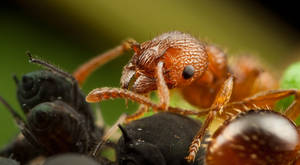 Ant Farming Aphids
