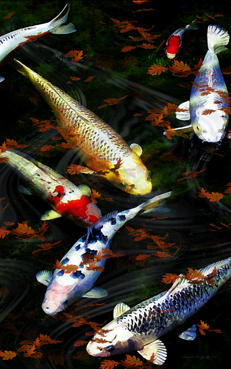 Falling Leaves On Koi