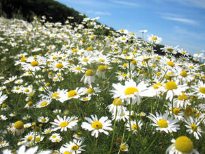 Field of daisies