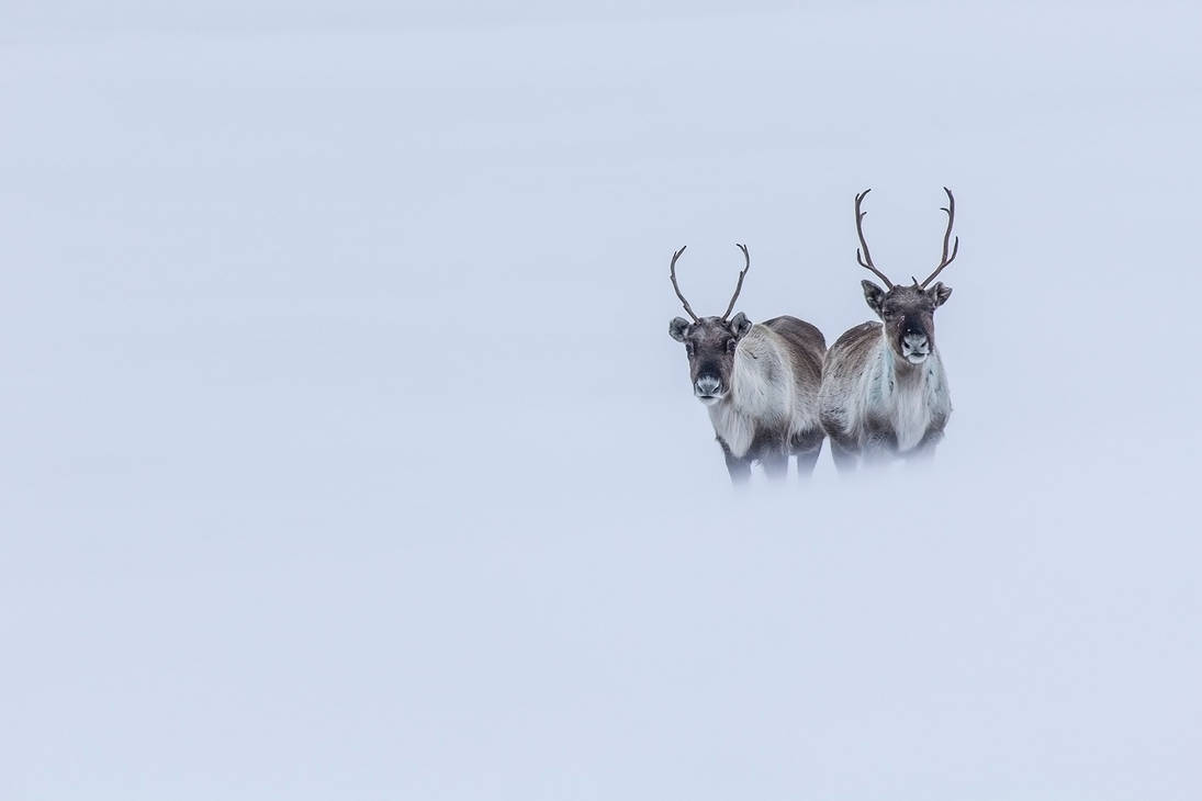 Snowblind by villekroger