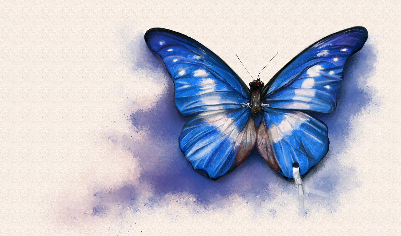 Morpho Rhetenor