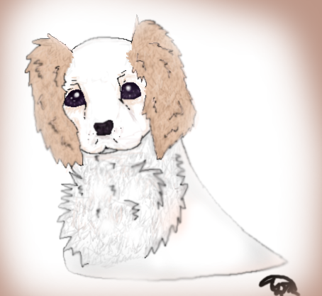 Cocker Spaniel Speedpaint