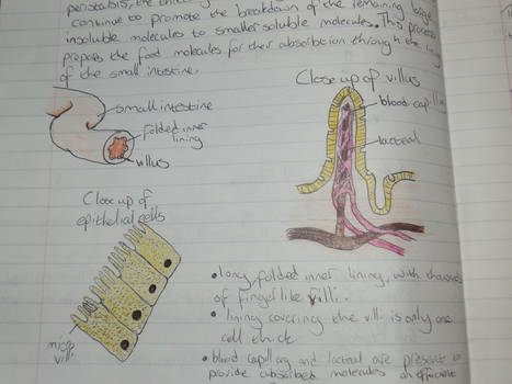 Biology Diagrams: Small Intestine