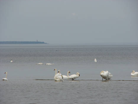 Gulf Of Riga-swans